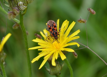 Stein-Ritterwanze (Spilostethus saxatilis) - © Bernard Wieser